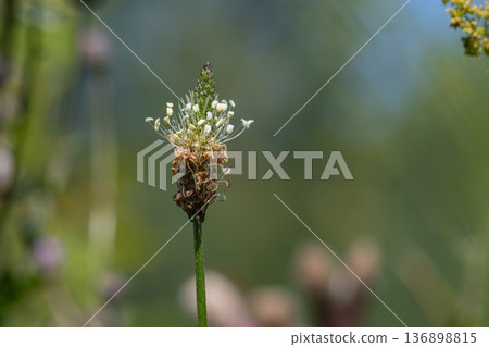 Ribwort plantain displays its flowers in a natural setting during the warm season showcasing the intricate structure of the plant's bloom Ribwort plantain displays its flowers in a natural setting during the warm season showcasing the intricate structure of the plant's bloom 136898815