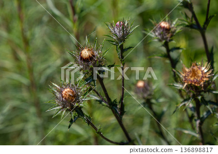 Carlina vulgaris grows in a field showing spiny stems and yellow-brown straw-like flowers under sunlight in summertime Carlina vulgaris grows in a field showing spiny stems and yellow-brown straw-like flowers under sunlight in summertime 136898817