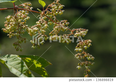 Climbing vine with cone-like flowers grows in a garden setting during summer months near a green backdrop 136898819