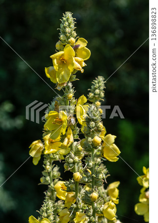 Dense-flower mullein blooms with tall yellow flower spikes in a garden during the summer season in a natural setting 136898823
