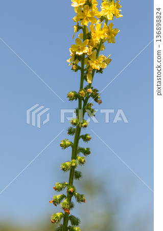 Agrimony plant with yellow flower spikes growing under a clear sky in a natural setting Agrimony plant with yellow flower spikes growing under a clear sky in a natural setting 136898824
