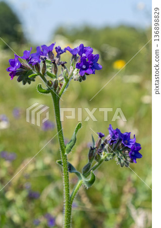 Bright blue flowers of Lycopsis arvensis grow in a field during the day in a natural setting with green plants and blue sky in the background 136898829