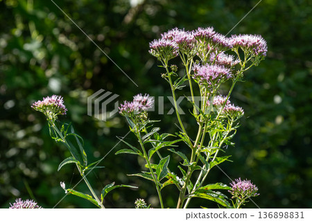Eupatorium cannabinum shows tall stems with pink flowers in a natural setting during late spring or summer Eupatorium cannabinum shows tall stems with pink flowers in a natural setting during late spring or summer 136898831