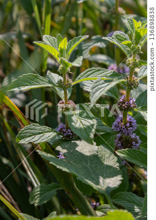 Mentha arvensis growth with purple whorls in summer sunlight among green grass in a field 136898838