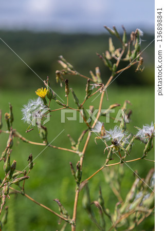 Prickly lettuce growing in a field with small yellow flowers and tufted seeds in a natural setting during daylight Prickly lettuce growing in a field with small yellow flowers and tufted seeds in a natural setting during daylight 136898841