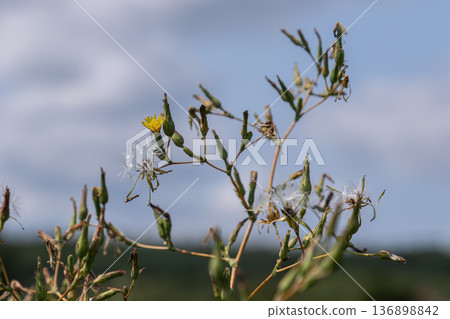 Prickly lettuce growing in a field with small yellow flowers and tufted seeds scattered against a cloudy sky Prickly lettuce growing in a field with small yellow flowers and tufted seeds scattered against a cloudy sky 136898842
