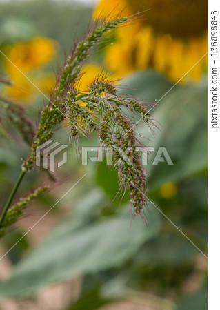 Cockspur grass with thick flower heads grows in a field with sunflowers in the background during a sunny day Cockspur grass with thick flower heads grows in a field with sunflowers in the background during a sunny day 136898843