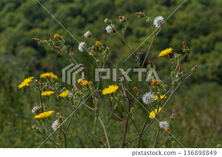 Prickly lettuce and compass plant growing in a field with yellow flowers and tufted seeds under natural light in summer Prickly lettuce and compass plant growing in a field with yellow flowers and tufted seeds under natural light in summer 136898849