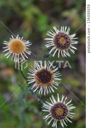 Common Carline Thistle blooms in a field with spiny flowers surrounded by green plants in late summer near a nature reserve Common Carline Thistle blooms in a field with spiny flowers surrounded by green plants in late summer near a nature reserve 136898856