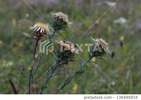 Carlina vulgaris growing in a wild field during summer with straw-like flowers and spiny leaves in a natural setting in Europe 136898858