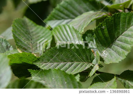 Leaves of Alnus glutinosa a deciduous tree with notched leaf edges and cone-like fruits found in various regions during the growing season 136898861