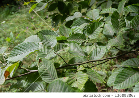 Common alder tree with rounded notched leaves and cone-like fruits growing in a wooded area during late spring 136898862