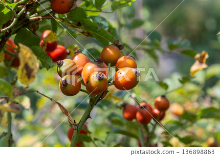 Wild rose bush with orange-red hips growing in natural sunlight during the afternoon in a garden 136898863