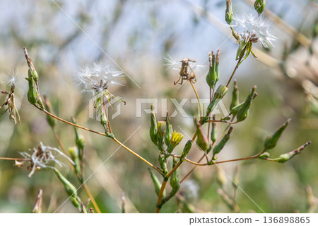 Prickly lettuce with small yellow flowers and tufted seeds growing in a sunny area during spring 136898865