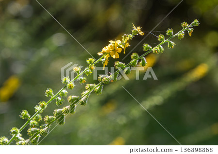Agrimonia eupatoria herb with yellow flower spikes growing naturally in a field during daylight hours 136898868