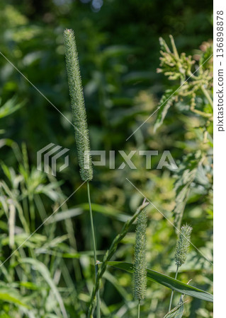 Timothy grass grows in a field surrounded by other plants during daylight in a natural setting Timothy grass grows in a field surrounded by other plants during daylight in a natural setting 136898878