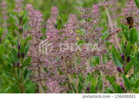 Wall germander and its small pink flowers bloom among green foliage in a wild setting during spring season Wall germander and its small pink flowers bloom among green foliage in a wild setting during spring season 136898881