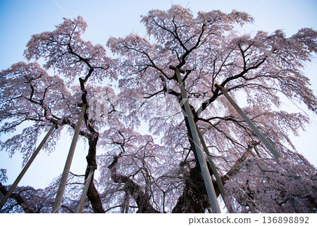 Miharu Takizakura, Miharu Town, Tamura District, Fukushima Prefecture Miharu Takizakura, Miharu Town, Tamura District, Fukushima Prefecture 136898892