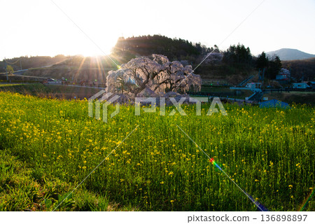 Miharu Takizakura, Miharu Town, Tamura District, Fukushima Prefecture Miharu Takizakura, Miharu Town, Tamura District, Fukushima Prefecture 136898897