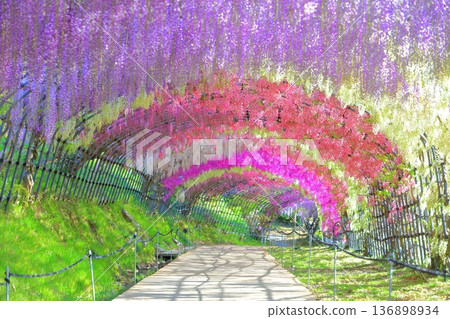 [Fukuoka Prefecture] Wisteria tunnel in full bloom at Kawachi Fuji Garden 136898934