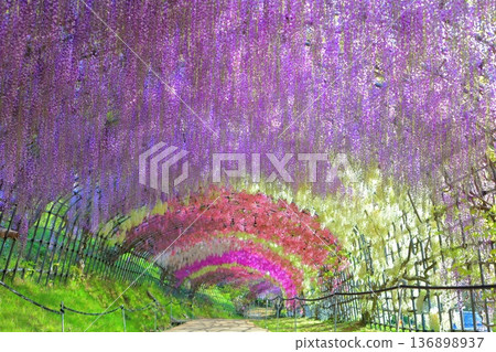 【福岡縣】河內藤園紫藤隧道盛開 136898937