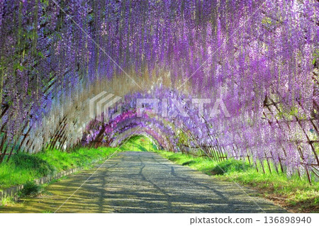 【福岡縣】河內藤園紫藤隧道盛開 136898940