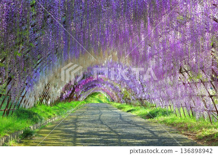 [Fukuoka Prefecture] Wisteria tunnel in full bloom at Kawachi Fuji Garden 136898942