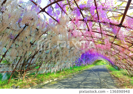 【福岡縣】河內藤園紫藤隧道盛開 136898948