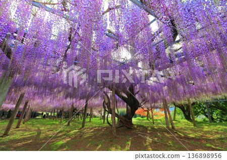 [Fukuoka Prefecture] The large wisteria trellis in full bloom at Kawachi Fuji Garden 136898956