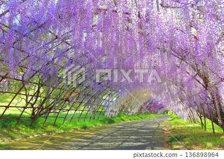 [Fukuoka Prefecture] Wisteria tunnel in full bloom at Kawachi Fuji Garden 136898964
