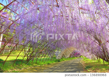 [Fukuoka Prefecture] Wisteria tunnel in full bloom at Kawachi Fuji Garden 136898968