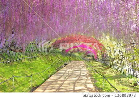 [Fukuoka Prefecture] Wisteria tunnel in full bloom at Kawachi Fuji Garden 136898978
