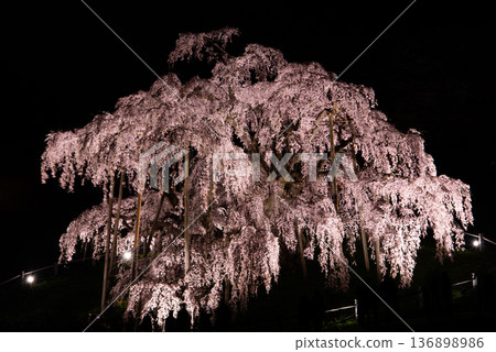 Miharu Takizakura, Miharu Town, Tamura District, Fukushima Prefecture Miharu Takizakura, Miharu Town, Tamura District, Fukushima Prefecture 136898986