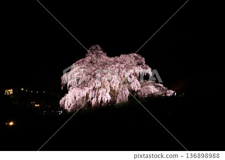 Miharu Takizakura, Miharu Town, Tamura District, Fukushima Prefecture Miharu Takizakura, Miharu Town, Tamura District, Fukushima Prefecture 136898988