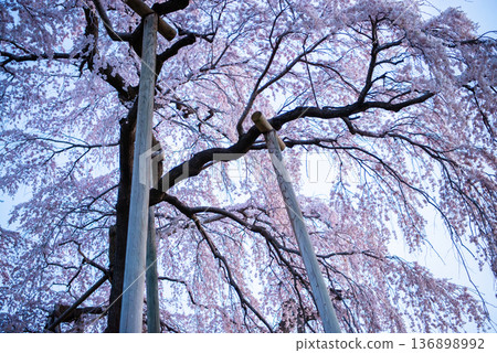 Miharu Takizakura, Miharu Town, Tamura District, Fukushima Prefecture Miharu Takizakura, Miharu Town, Tamura District, Fukushima Prefecture 136898992