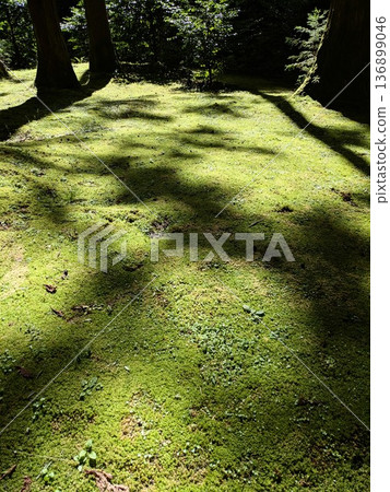 苔蘚地 苔蘚地 136899046