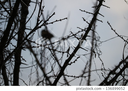 Winter scenery: A plum tree with small buds waiting for spring, and a sparrow perched on a branch Winter scenery: A plum tree with small buds waiting for spring, and a sparrow perched on a branch 136899052
