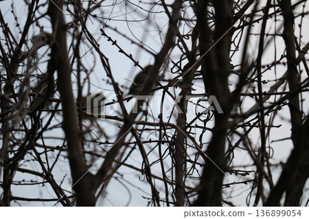 Winter scenery: A plum tree with small buds waiting for spring, and a sparrow perched on a branch 136899054