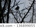 Winter scenery: A plum tree with small buds waiting for spring, and a sparrow perched on a branch 136899055