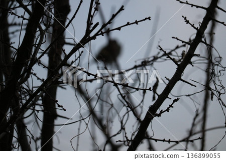 冬日景色:一棵梅樹,樹上掛滿了嫩芽,靜待春天的到來,一隻麻雀棲息在枝頭。 冬日景色:一棵梅樹,樹上掛滿了嫩芽,靜待春天的到來,一隻麻雀棲息在枝頭。 136899055