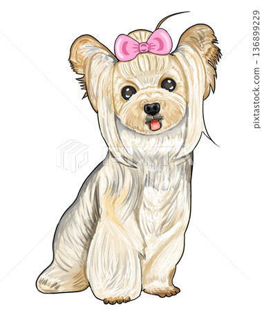 約克夏梗 約克夏梗 136899229