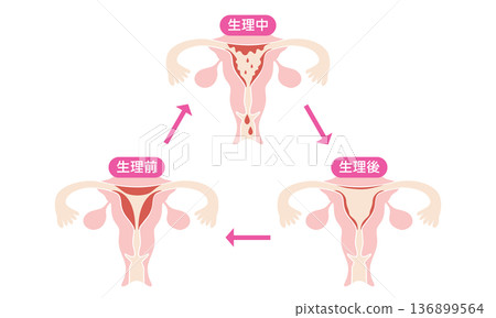 Menstrual cycle illustration | Illustration showing changes in a woman's body (during, after, and before menstruation) 136899564