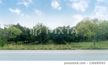 Horizontal or Landscape view of asphalt road. Background of agricultural trees in Thailand eastern region. Mangosteen trees are planted densely on lush green grass. Under blue sky and white clouds. 136899565