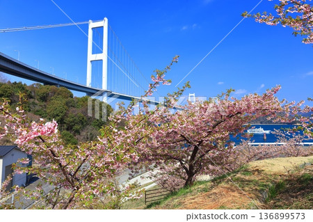 【愛媛縣】來島海峽大橋和河津櫻花盛開 136899573