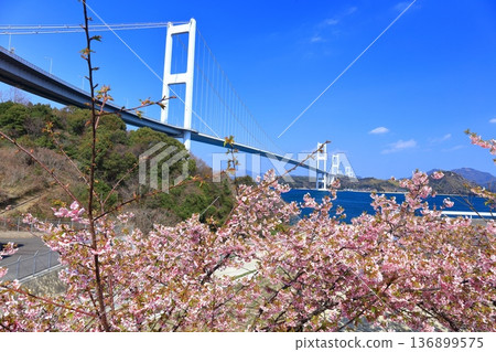 【愛媛縣】來島海峽大橋和河津櫻花盛開 136899575