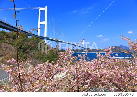 [Ehime Prefecture] Kurushima Kaikyo Bridge and Kawazu cherry blossoms in full bloom 136899576