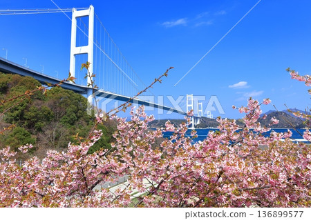[Ehime Prefecture] Kurushima Kaikyo Bridge and Kawazu cherry blossoms in full bloom 136899577