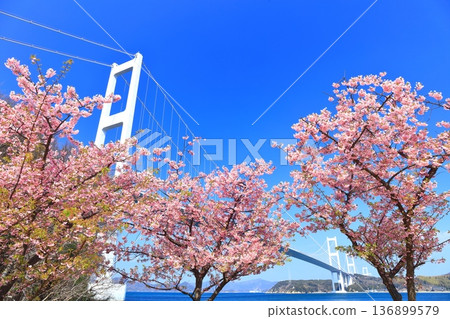 [Ehime Prefecture] Kurushima Kaikyo Bridge and Kawazu cherry blossoms in full bloom 136899579