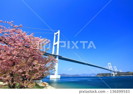 [Ehime Prefecture] Kurushima Kaikyo Bridge and Kawazu cherry blossoms in full bloom 136899583