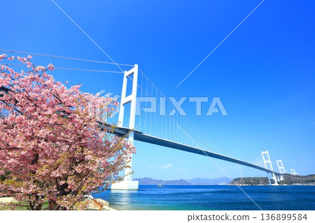 【愛媛縣】來島海峽大橋和河津櫻花盛開 【愛媛縣】來島海峽大橋和河津櫻花盛開 136899584